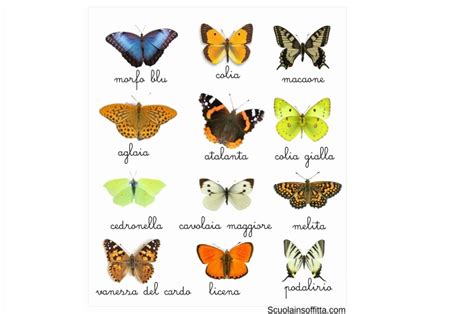 farafalla|ricerca sulle farfalle.